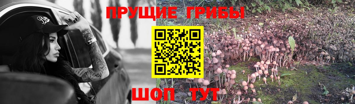 Звенигород  Псилоцибиновые грибы Psilocybe  Вход с VPN 